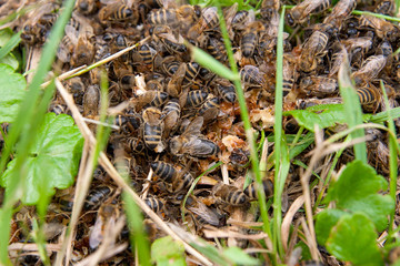 Bees and wasp swarming on honey drops in green grass..
