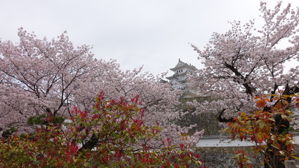 Naklejka premium full bloom at himeji
