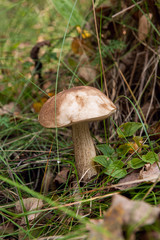 Forest mushroom brown cap boletus growing in a green moss..