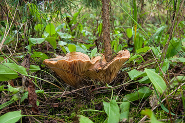 Forest mushrooms Saffron Milk Cap growing in a green moss.