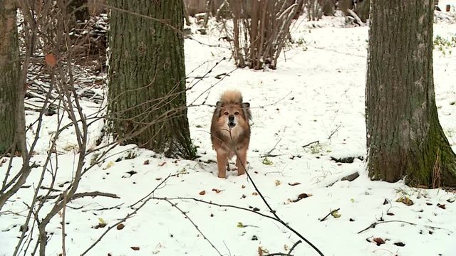 dog barks in the forest on snow