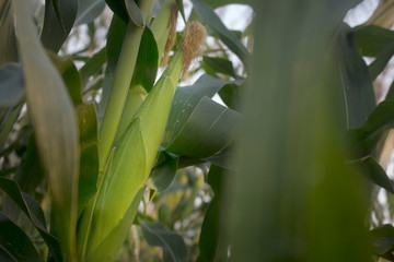 Fresh corn pods in the garden with soft sunlight in the morning