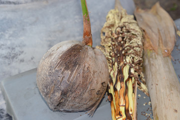Elaboración de azúcar de coco de palma de forma tradicional en Tailandia.