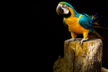 Parakeet on the wood.