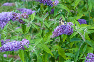 farfalle che giocano su pannocchie profumate di miele di buddleja davidii viola