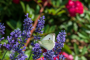 Aglais urticae butterfly on lavender angustifolia, lavandula in sunlight in herb garden