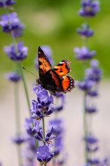 Aglais urticae butterfly on lavender angustifolia, lavandula in sunlight in herb garden