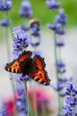 Aglais urticae butterfly on lavender angustifolia, lavandula in sunlight in herb garden