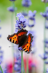 Aglais urticae butterfly on lavender angustifolia, lavandula in sunlight in herb garden