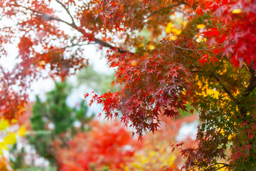 Autumn leaves a beautiful colorful tree.