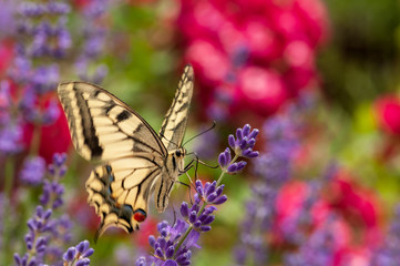 Butterfly on lavender angustifolia, lavandula in sunlight in herb garden