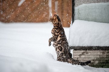 Bengal watching falling Snow