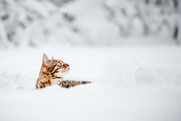 Bengal in deep Snow