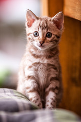 Snow Bengal Kitten