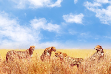 Group of cheetahs in the African savannah. Africa, Tanzania, Serengeti National Park.  Wild life of Africa.