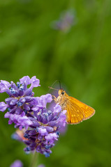 Butterfly on lavender angustifolia, lavandula in sunlight in herb garden