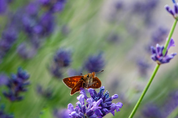 Butterfly on lavender angustifolia, lavandula in sunlight in herb garden