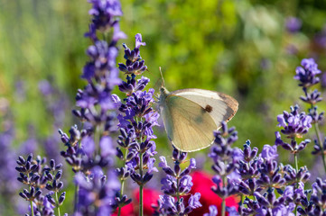 Leptidea sinapis butterfly on lavender angustifolia, lavandula in sunlight