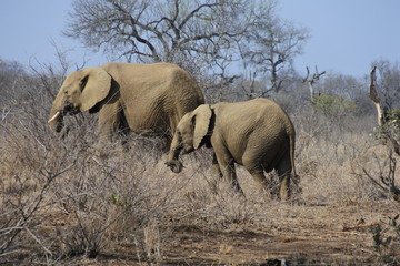 Elefantenkuh mit Kalb im Kruger Nationalpark