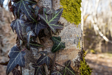 lierre et mousse sur un tronc d'arbre