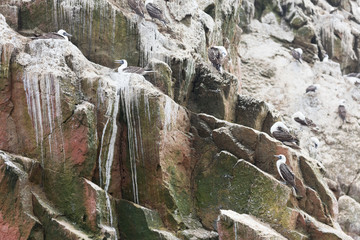 Ballestas Islands, Perù