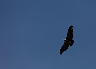 Condor flying  in Peru