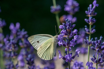 Leptidea sinapis butterfly on lavender angustifolia, lavandula in sunlight