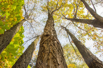 Fototapeta premium Autumn Trees - View from the Bottom