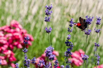 Aglais urticae butterfly on lavender angustifolia, lavandula in sunlight in herb garden