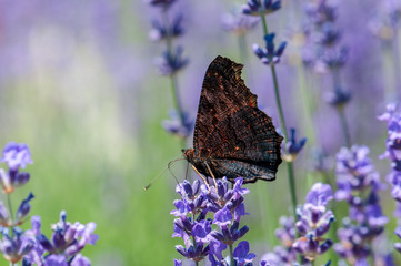 Aglais urticae butterfly on lavender angustifolia, lavandula in sunlight in herb garden