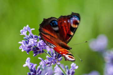 Aglais urticae butterfly on lavender angustifolia, lavandula in sunlight in herb garden