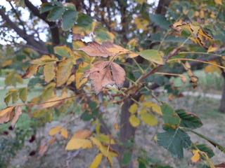 Autumn leaves close up
