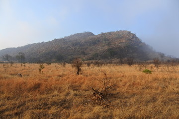 Fr&uuml;hnebel im Kruger Nationalpark in S&uuml;dafrika