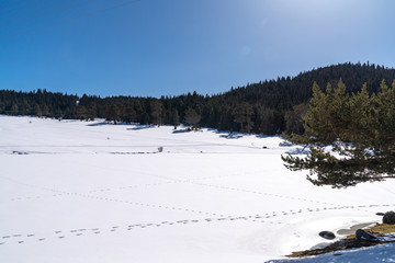 dog footprint on a frozen lake
