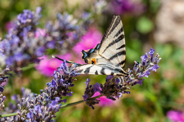 Papilio machaon butterfly on lavender angustifolia, lavandula