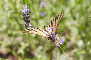 Papilio machaon butterfly on lavender angustifolia, lavandula