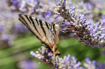 Papilio machaon butterfly on lavender angustifolia, lavandula