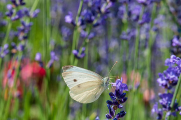 Leptidea sinapis butterfly on lavender angustifolia, lavandula in sunlight