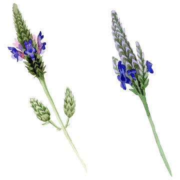 Blue violet lavender floral flower. Watercolor background illustration set. Isolated lavandula illustration element.