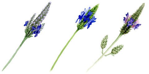 Blue violet lavender floral flower. Watercolor background illustration set. Isolated lavandula...