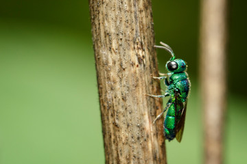 Image of a j่ewel wasp on brown branch. Insect. Animal.