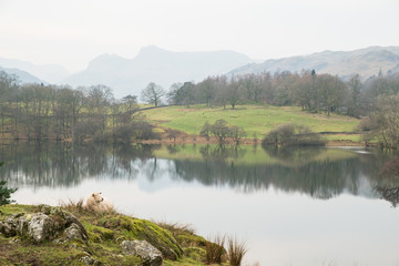 A sheep resting on a grassy knoll above Loughrigg Tarn with the Langdale Pikes in the distance (landscape), Lake District, UK