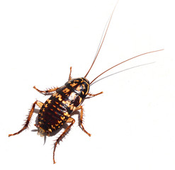 Cockroach on white background, Yellow abstract pattern on dark brown insect body