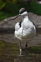 Black and white bird with a long beak  sandpiper Pied avocet in water