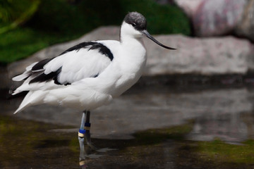 Black and white bird with a long beak  sandpiper Pied avocet in water