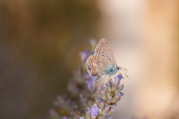 Polyommatus icarus butterfly on lavender angustifolia, lavandula