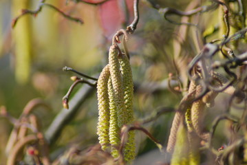 Kätzchen an einer Korkenzieherhaselnuss