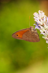 Maniola jurtina butterfly on lavender angustifolia, lavandula in sunlight in herb garden