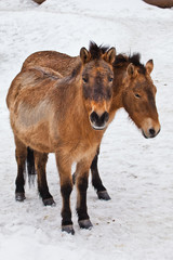 Fototapeta premium Two Przewalski horses (Khalkha Mongolian) or Mongolian horses stand together on a snowy background.