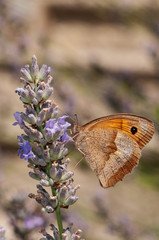 Maniola jurtina butterfly on lavender angustifolia, lavandula in sunlight in herb garden